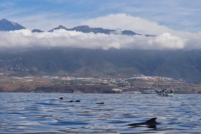 Ocean Pack Tenerife Jet Ski and Yacht Whale Watching - Is $156.07 a fair price?