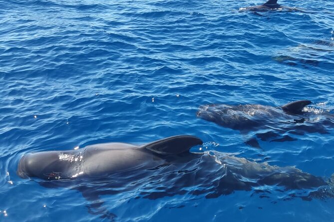 Ocean Pack Tenerife Jet Ski and Yacht Whale Watching - Booking, timing, and cancellation details