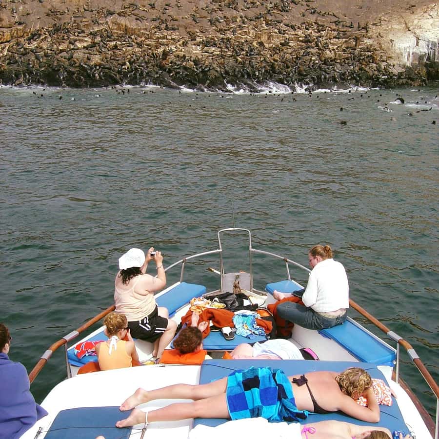 Palomino Islands Yacht Tour and swim alongside the sea lions - Key points to know before booking