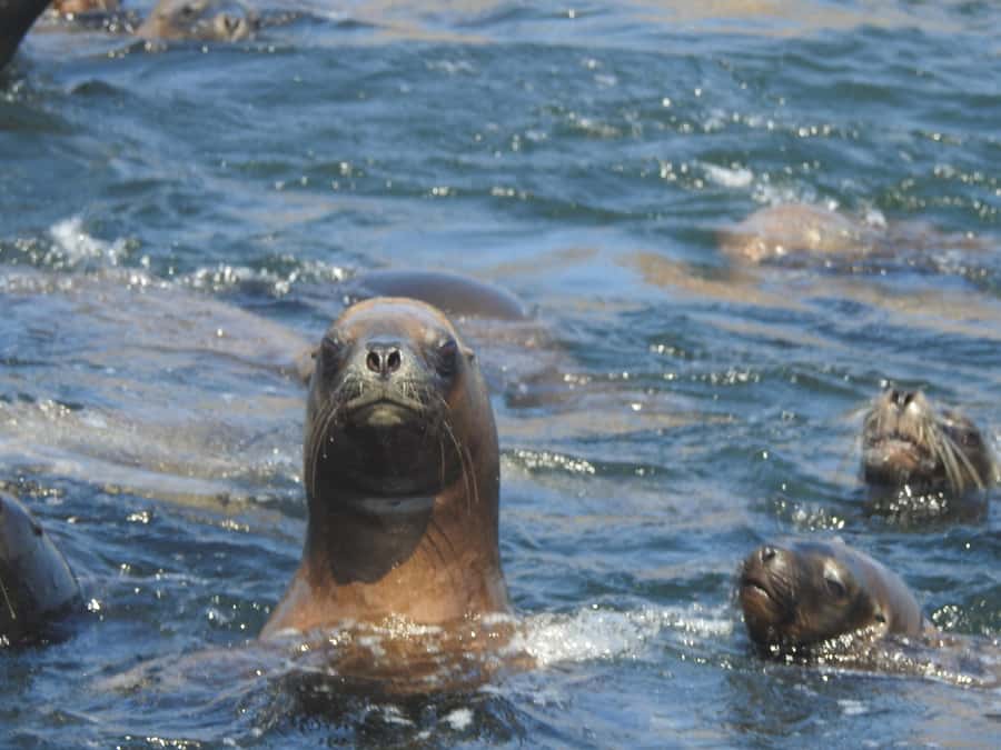 Palomino Islands Yacht Tour and swim alongside the sea lions - The 45-minute yacht ride out of Callao