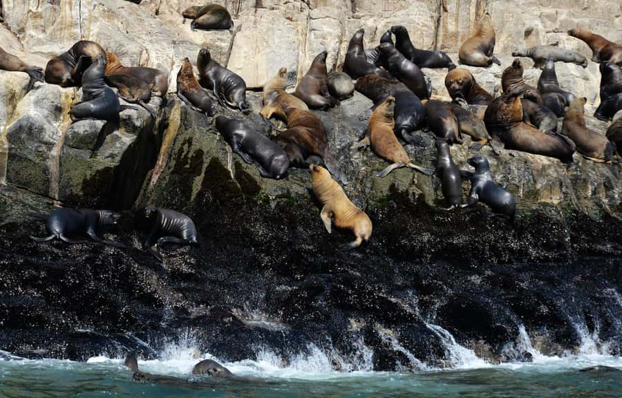 Palomino Islands Yacht Tour and swim alongside the sea lions - What the 20-minute swim is really like