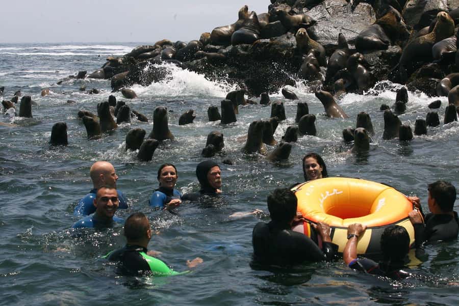 Palomino Islands Yacht Tour and swim alongside the sea lions - From your Lima hotel to Callao’s Plaza Grau