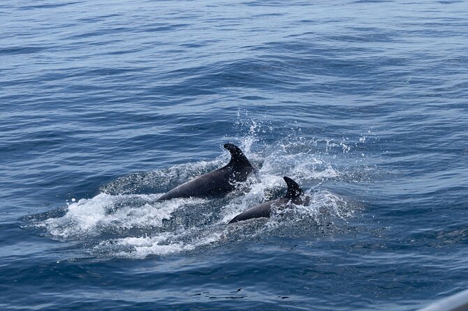 Private Coastline and Dolphins Yacht Cruise from Albufeira - Snacks, wine, and the onboard setup