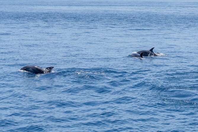 Private Coastline and Dolphins Yacht Cruise from Albufeira - What the price means for your group