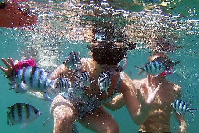 Private Half-Day Red Dragon Yacht for Snorkeling Koh Tan & Visit Pig Island - Pig Island at Koh Mudsum