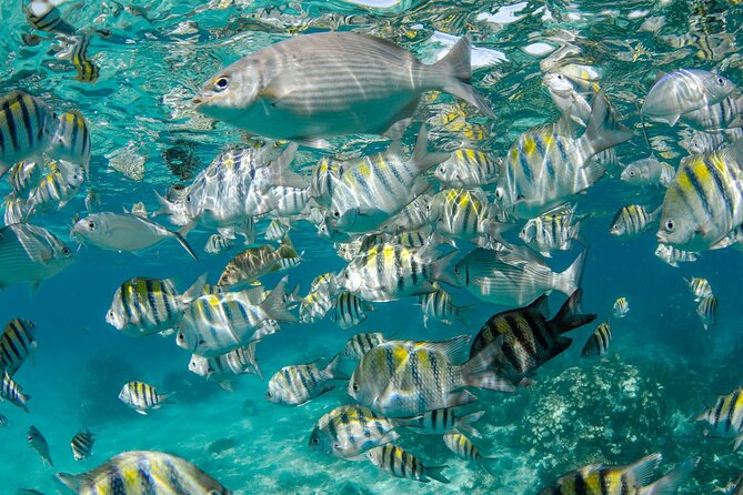 Private Yacht 48 ft Sting Ray City, Snorkel & Starfish Beach - Starfish Beach for a slower stop