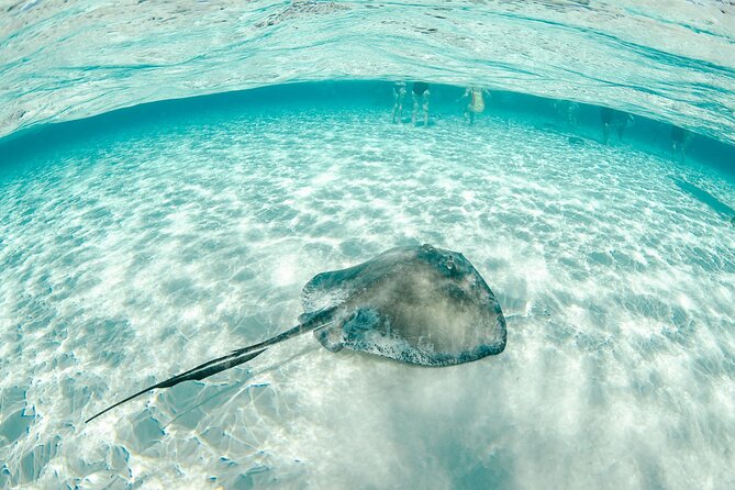 Private Yacht 48 ft Sting Ray City, Snorkel & Starfish Beach - Who gets the best value from this charter