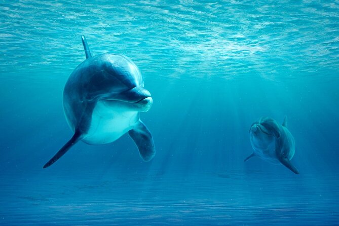 Private Yacht Cruise to Dolphin House with Lunch : Hurghada - An optional thrill beyond snorkeling