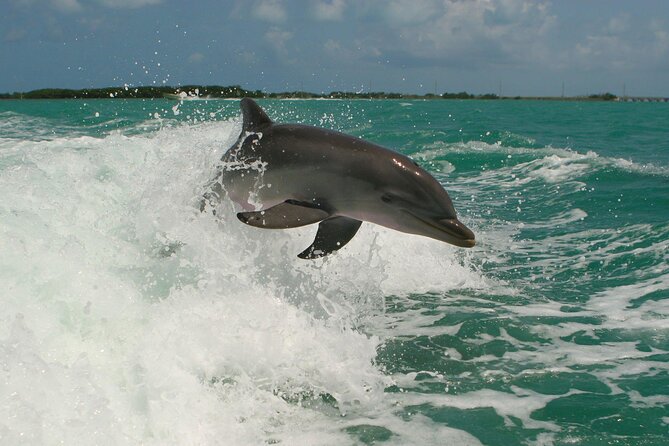 Private Yacht Cruise to Dolphin House with Lunch : Hurghada - Is $150 per person good value?