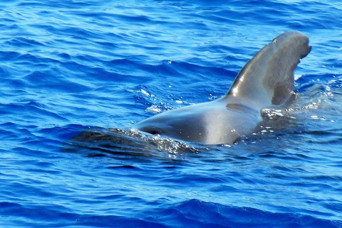Private Yacht Excursion from Puerto Colon 3 hours - Setting out from Puerto Colon