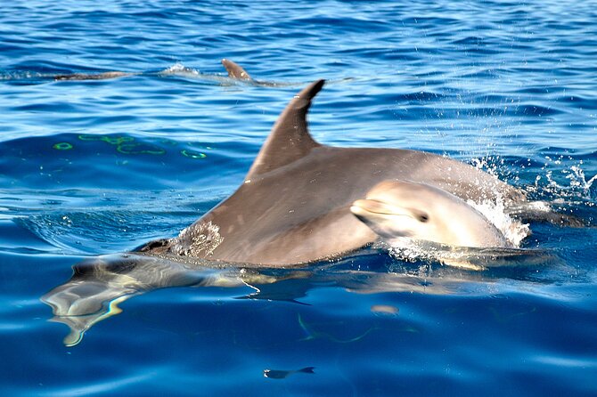 Private Yacht Excursion from Puerto Colon 3 hours - Families, couples, and special occasions