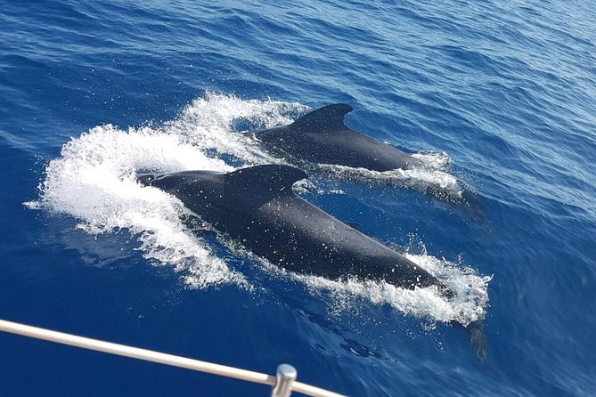 Private Yacht Tour With Whale and Dolphin Watching 33 Foot Boat - Costa Adeje by private boat