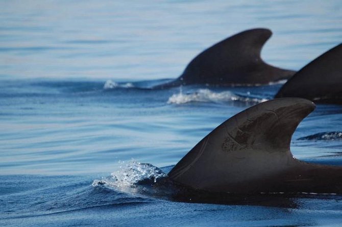 Private Yacht Tour With Whale and Dolphin Watching 33 Foot Boat - Swimming and snorkeling near Puertito Beach