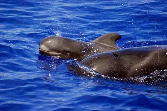 Private Yacht Tour With Whale and Dolphin Watching 33 Foot Boat - Snacks, drinks, and the rhythm of six hours
