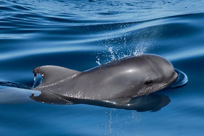Private Yacht Tour With Whale and Dolphin Watching 42 Foot Boat - Three Hours or Six Hours on the Atlantic