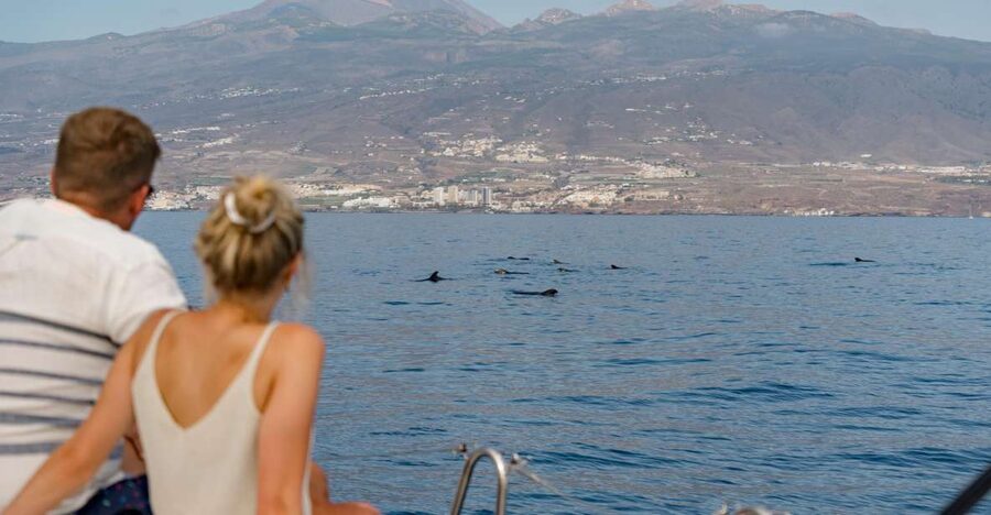 Puerto Colon: Whale and Dolphin Watching Yacht Trip - Key points to know before you sail