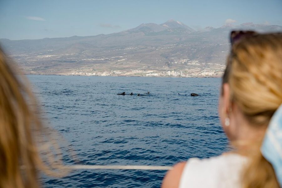 Puerto Colon: Whale and Dolphin Watching Yacht Trip - Watching pilot whales and dolphins