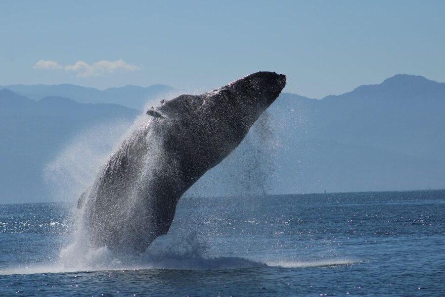 Puerto Vallarta: Mega Yacht Whale Watching Sunset Cruise - Why this cruise works so well at sunset