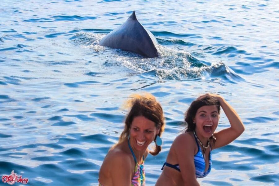 Puerto Vallarta: Mega Yacht Whale Watching Sunset Cruise - Booking details worth checking before you pay