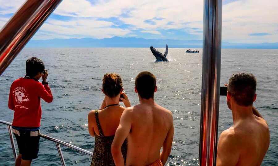 Puerto Vallarta: Mega Yacht Whale Watching Sunset Cruise - Whale watching in Bahía de Banderas
