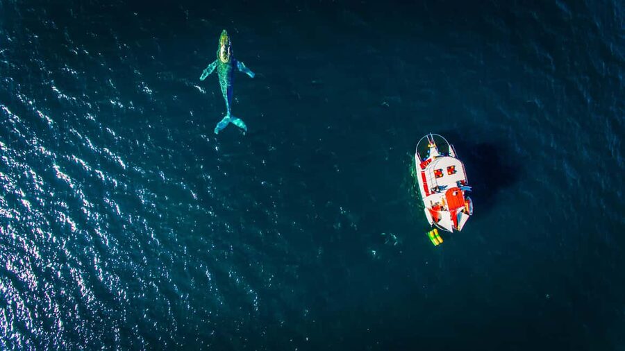 Puerto Vallarta: Mega Yacht Whale Watching Sunset Cruise - What you eat and drink during the cruise