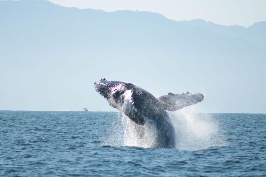 Puerto Vallarta: Mega Yacht Whale Watching Sunset Cruise - Sunset over the bay, then Puerto Vallarta at night