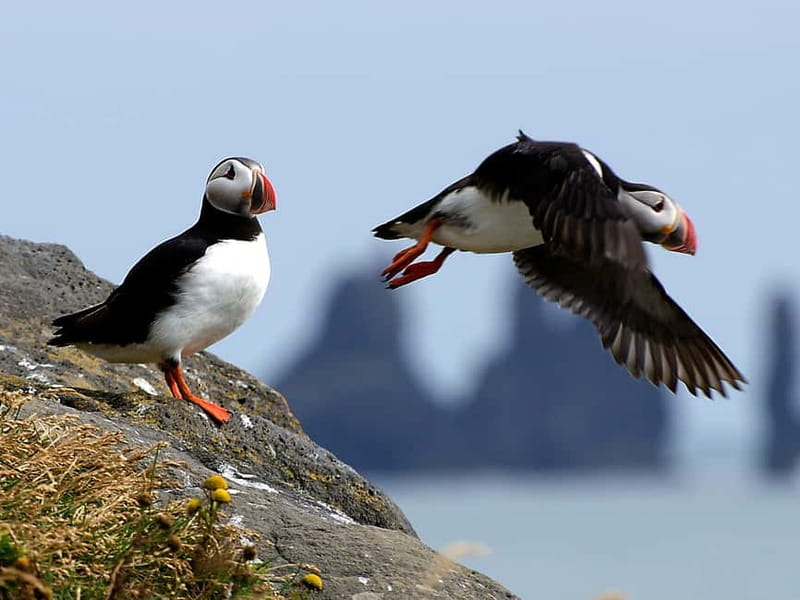 Puffin Watching Yacht Cruise from Downtown Reykjavík - Key points to know before sailing