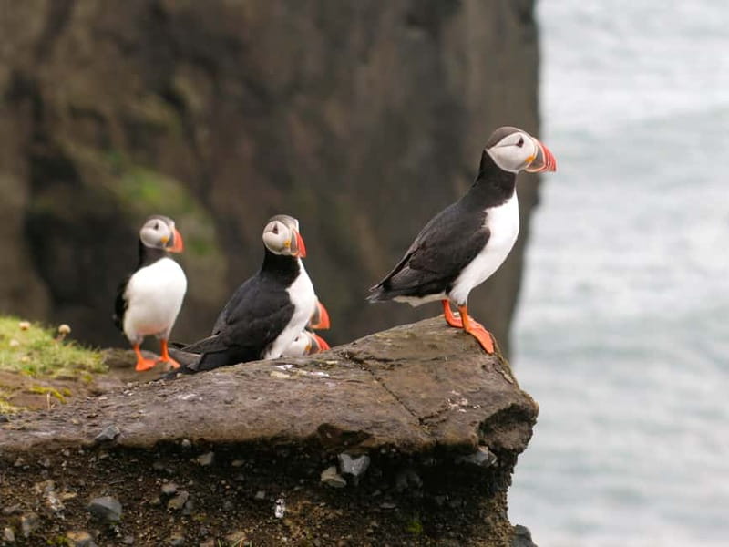 Puffin Watching Yacht Cruise from Downtown Reykjavík - Leaving Reykjavík from the Old Harbour