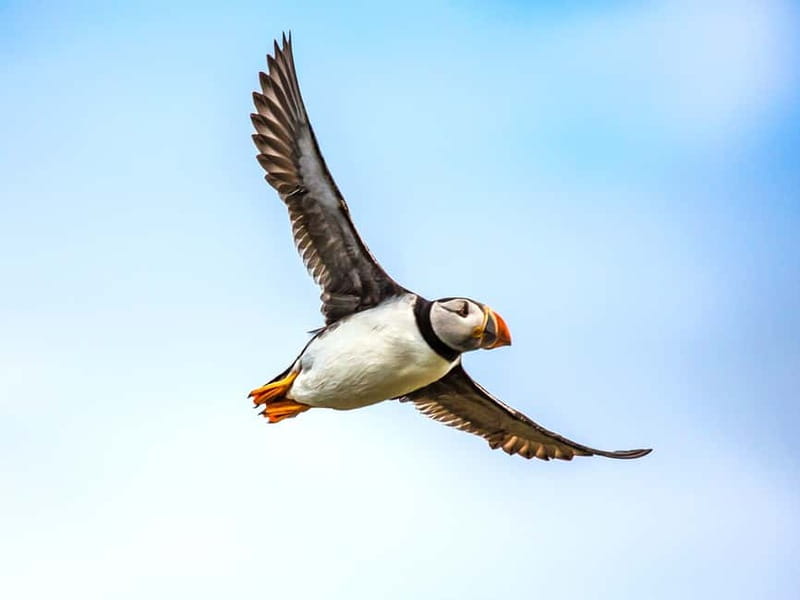 Puffin Watching Yacht Cruise from Downtown Reykjavík - Engey, Lundey, and Viðey: the bird-watching grounds