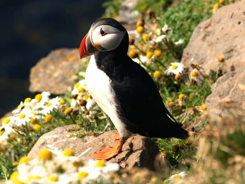 Puffin Watching Yacht Cruise from Downtown Reykjavík - What you may see beyond puffins
