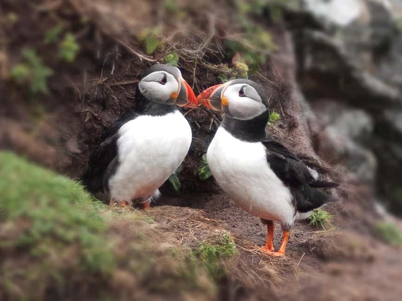 Puffin Watching Yacht Cruise from Downtown Reykjavík - Who will enjoy this Reykjavík boat trip?