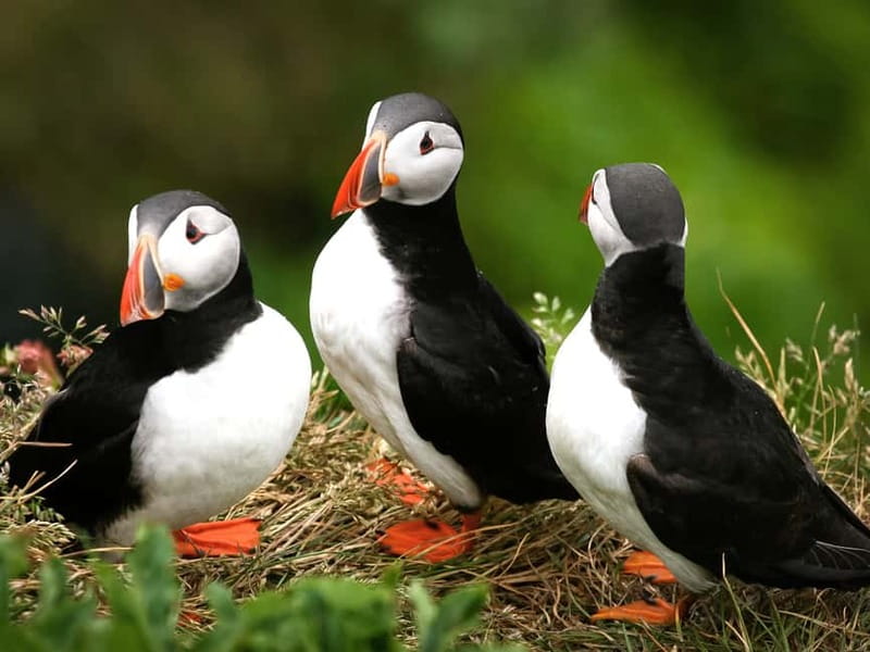Puffin Watching Yacht Cruise from Downtown Reykjavík - Crossing Faxaflói Bay toward the islands