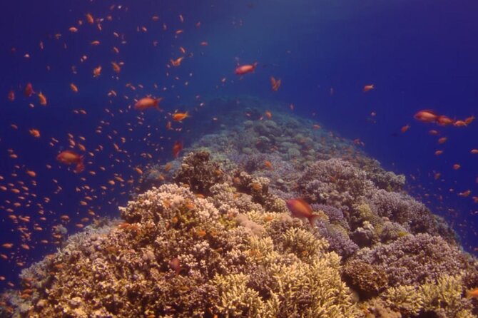 Ras Mohamed Full Day White Island on a yacht Sharm-el-Sheikh - White Island and the high-tide catch