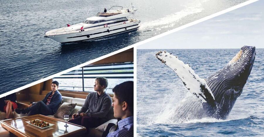 Reykjavik: Whale Watching and Dolphin Watching Yacht Cruise - Quick points before you book