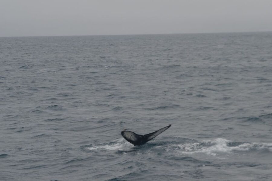 Reykjavik: Whale Watching and Dolphin Watching Yacht Cruise - How the wildlife search works