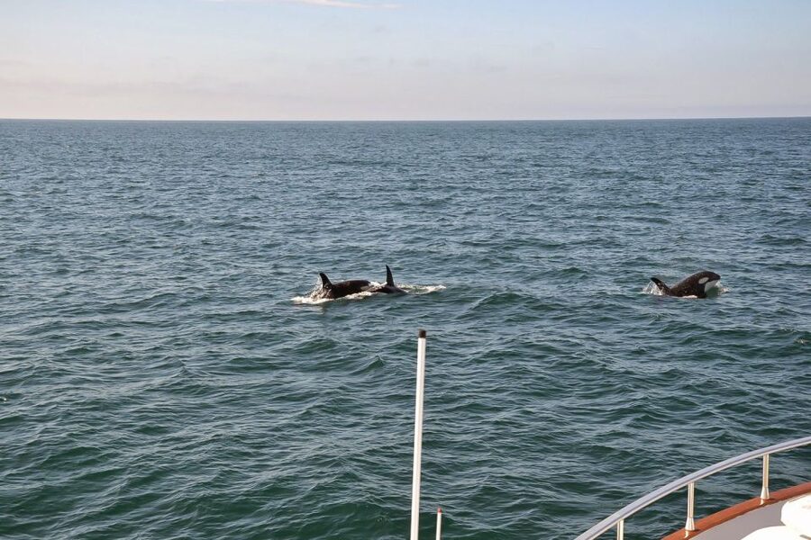 Reykjavik: Whale Watching and Dolphin Watching Yacht Cruise - Whales, dolphins, seals, and porpoises