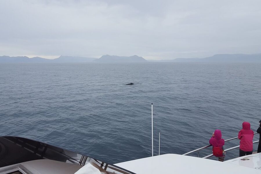 Reykjavik: Whale Watching and Dolphin Watching Yacht Cruise - Puffin season and the bird life of the bay