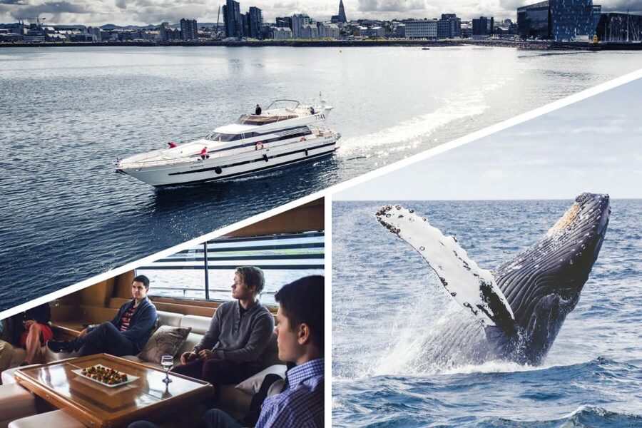 Reykjavik: Whale Watching and Dolphin Watching Yacht Cruise - What the experience feels like in winter