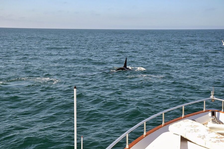 Reykjavik: Whale Watching and Dolphin Watching Yacht Cruise - What summer changes