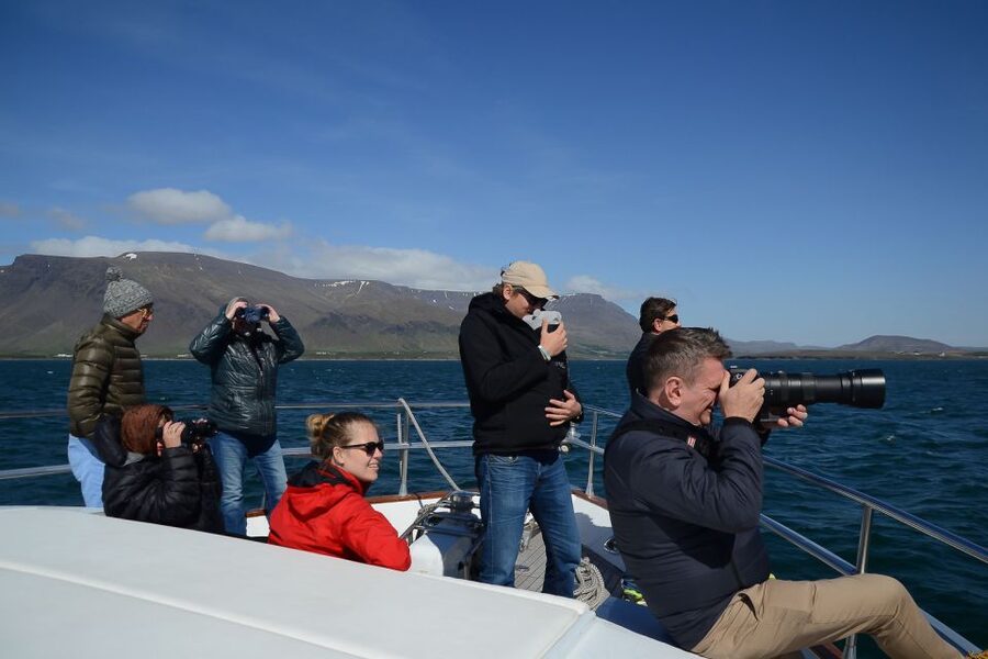 Reykjavik: Whale Watching and Dolphin Watching Yacht Cruise - Is $106 a fair price?