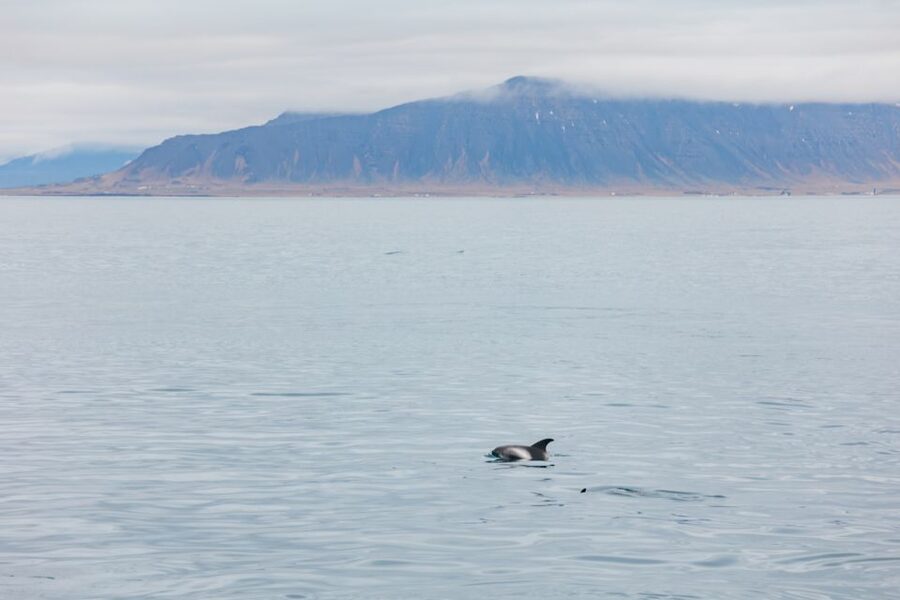 Reykjavík: Whale Watching Cruise on the Amelia Rose Yacht - Searching Faxaflói Bay for whales and dolphins