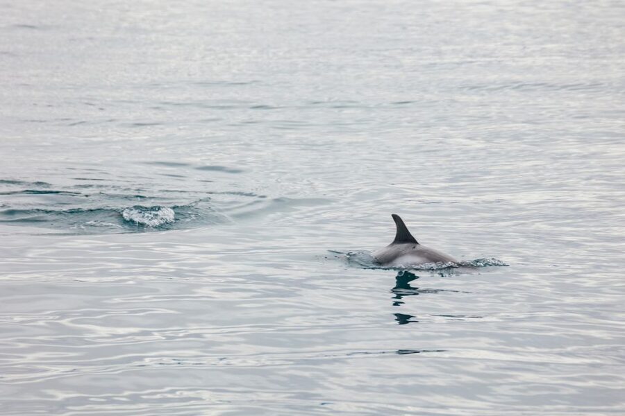 Reykjavík: Whale Watching Cruise on the Amelia Rose Yacht - Three decks, better photo chances, and colder fingers