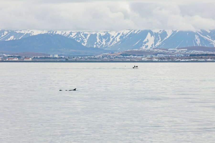 Reykjavík: Whale Watching Cruise on the Amelia Rose Yacht - When to go for the best chance of sightings