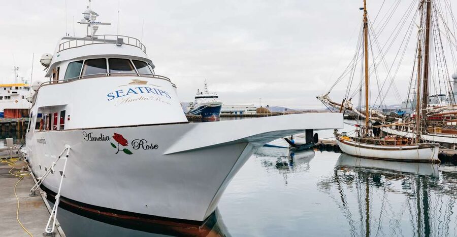 Reykjavík: Whale Watching Cruise on the Amelia Rose Yacht - Why the Amelia Rose feels different from a basic whale boat