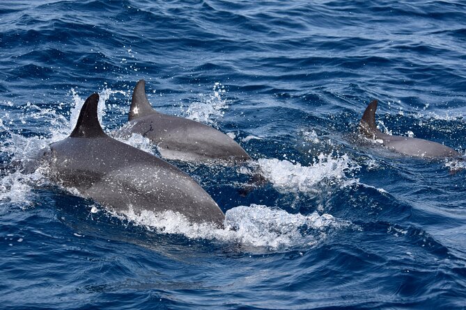 Sailing yacht half day- with Cape Verde Sailing - Who Will Enjoy This Sailing Trip Most?