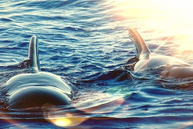 Sailing Yacht on a Private Charter - Whale and dolphin watching in open water