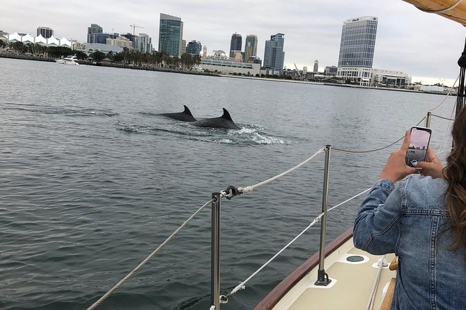 San Diego Bay Sail Aboard a Vintage Yacht Beer and Wine Included - Wildlife, ships, and the changing light