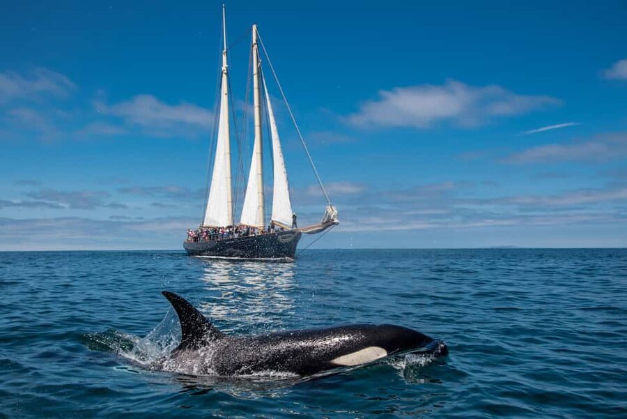 San Diego: Whale Watching Cruise on the Yacht America - What You Might See by Season