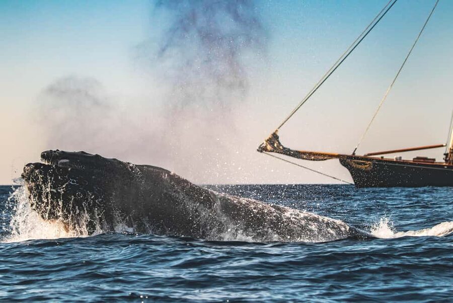 San Diego: Whale Watching Cruise on the Yacht America - Four Hours of Searching the Pacific