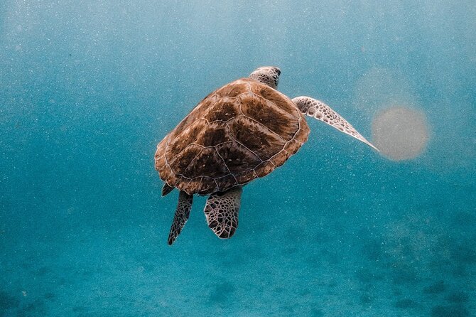 Similan Islands Luxury Catamaran Day Tour (Phuket / Khao Lak) - Who will get the most from this trip